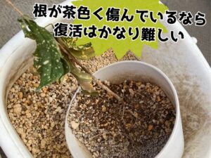 瀕死状態のクロトン(根腐れ気味)
