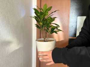 クロトンを窓際へ移動
