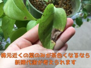葉に茶色いシミが生じたポトス