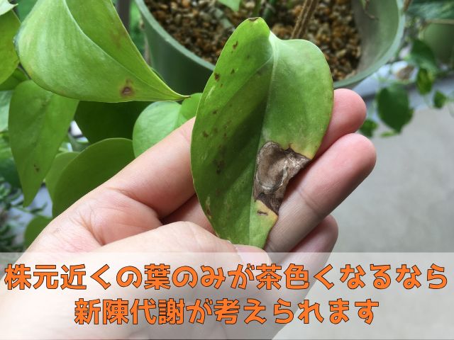 葉に茶色いシミが生じたポトス