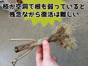 幹だけになったクロトン
