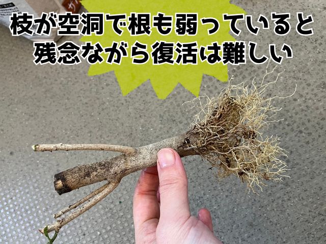 幹だけになったクロトン