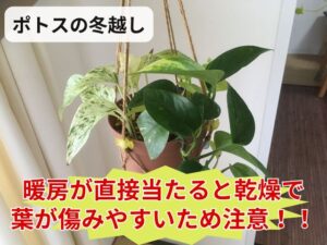 ポトスの暖房使用時の注意点