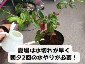 ブルーベリーの夏場の水やり頻度