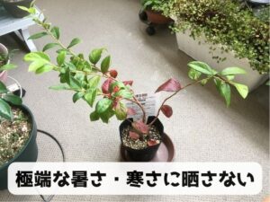 ブルーベリーをベランダ栽培する際の注意点
