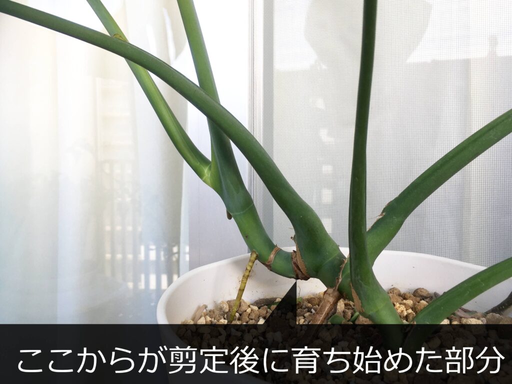 モンステラの葉っぱの根元 モンステラの葉っぱの根元
