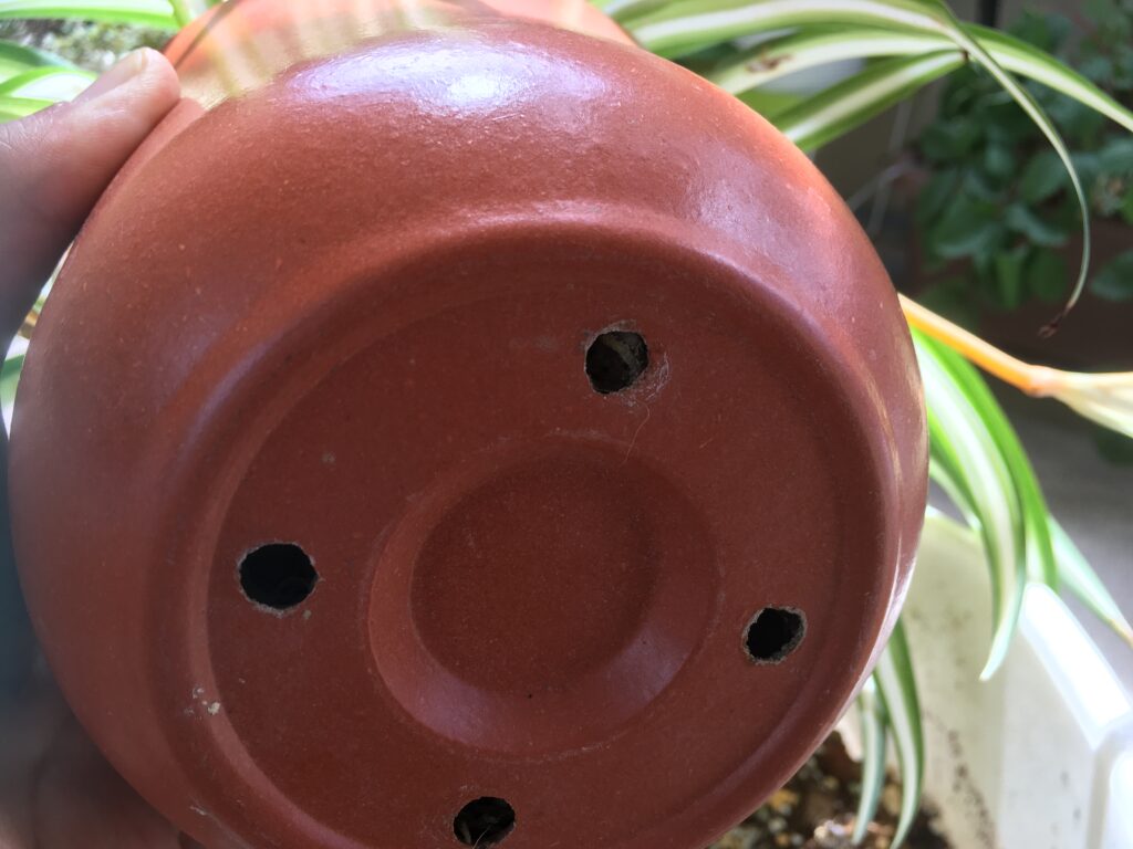 オリヅルランの鉢底