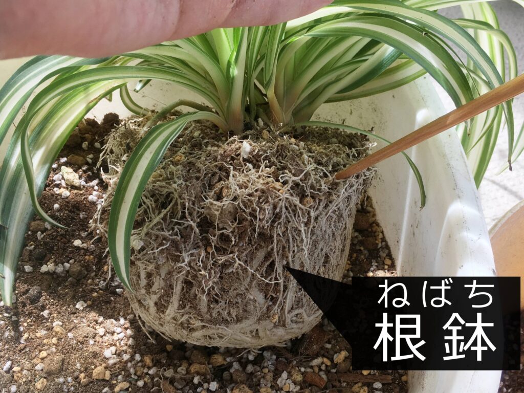 オリヅルランの根鉢