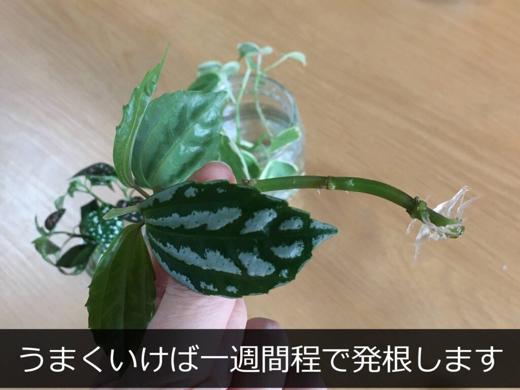 発根したペペロミア