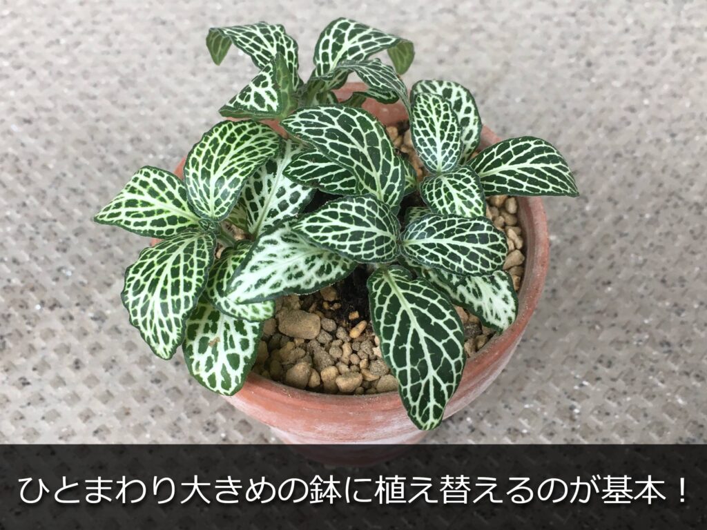 植え替え後のアミメグサ