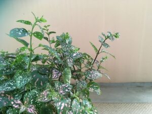 茎が伸びすぎたヒポエステス