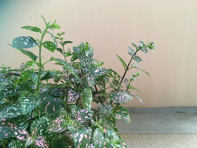 緑色が増えて茎が伸びすぎたヒポエステス