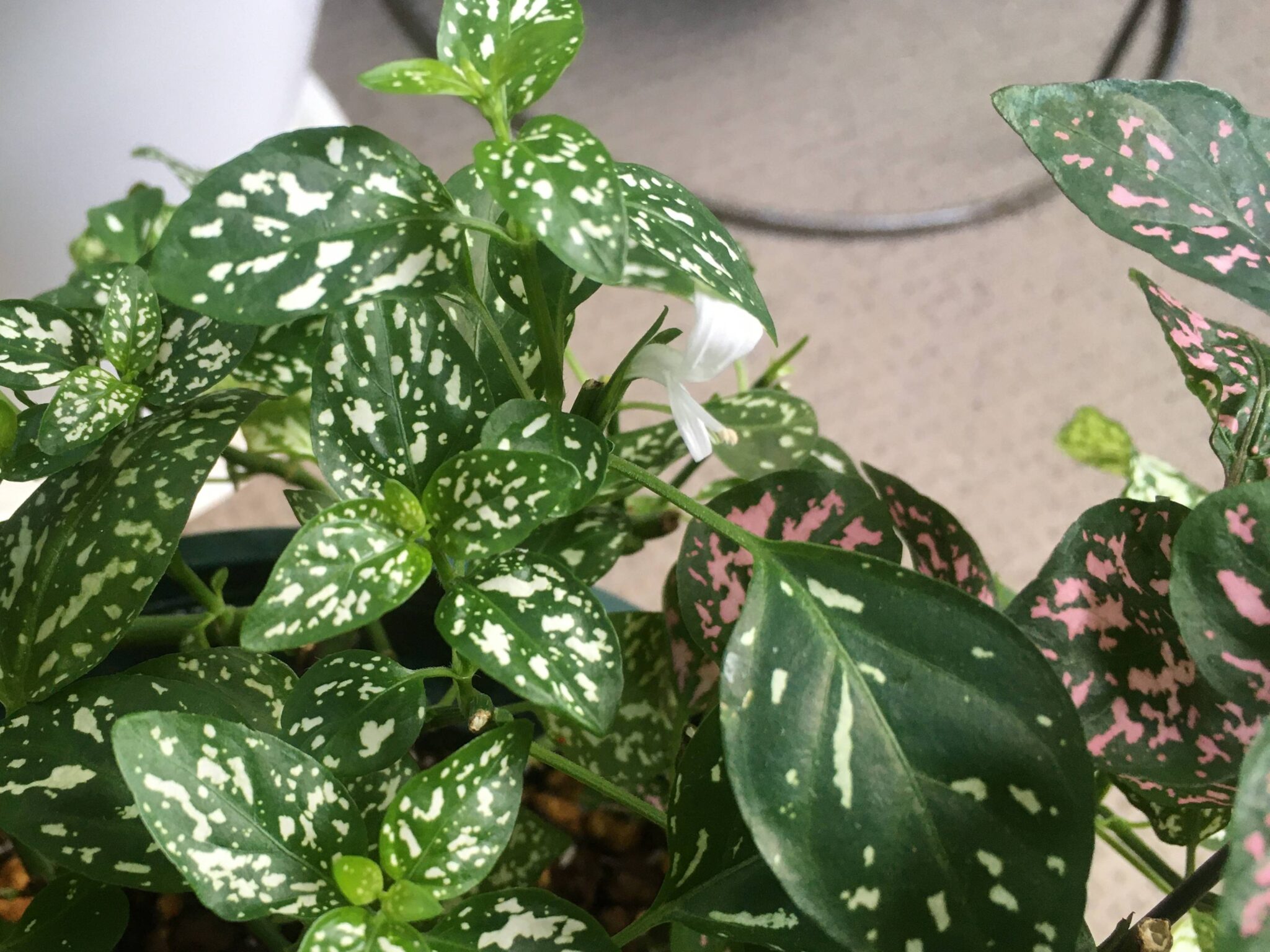 ヒポエステスに花が咲く理由は?花が咲いたときの対処法も 観葉植物ラボ ヒポエステスに花が咲く理由は?花が咲いたときの対処法も 観葉植物ラボ