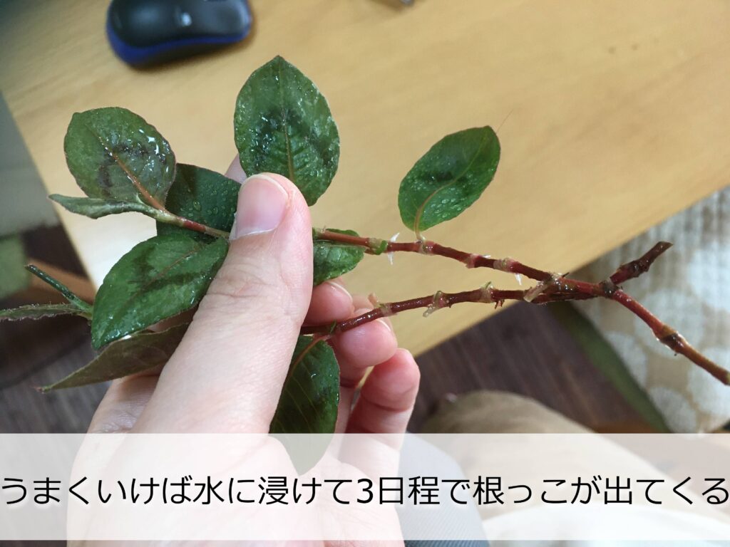 ヒメツルソバ 増やし方と管理のコツ 金平糖の花 Komame Topics