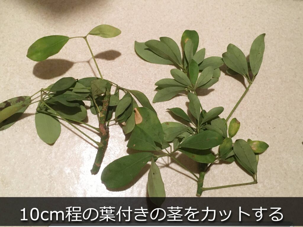 切り取ったカポックの茎