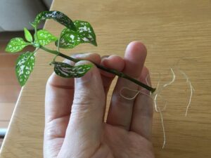 ヒポエステス