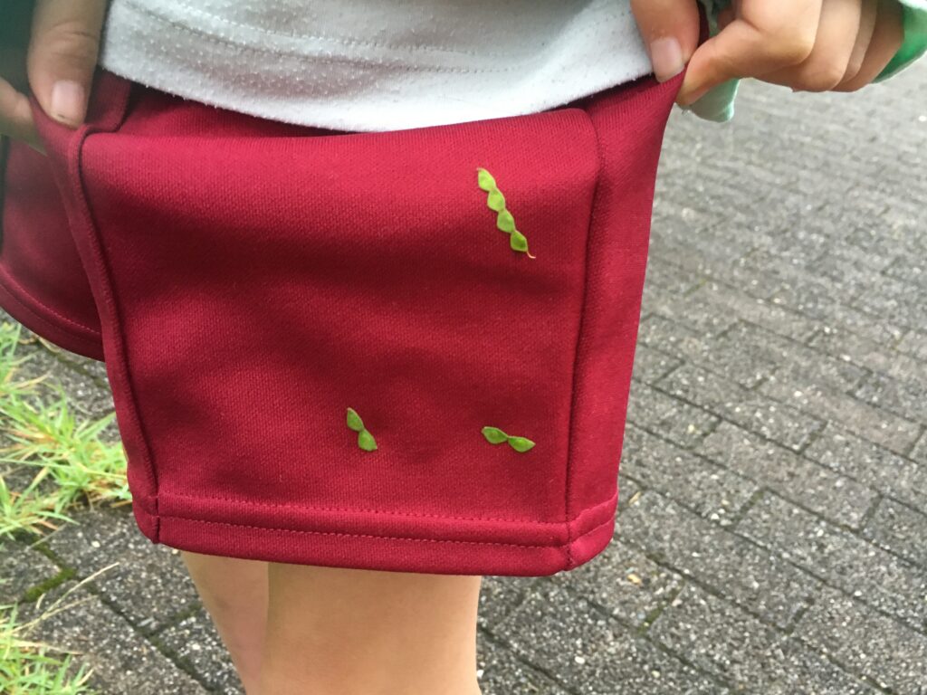 子供の衣服にひっついたアレチヌスビトハギの種子