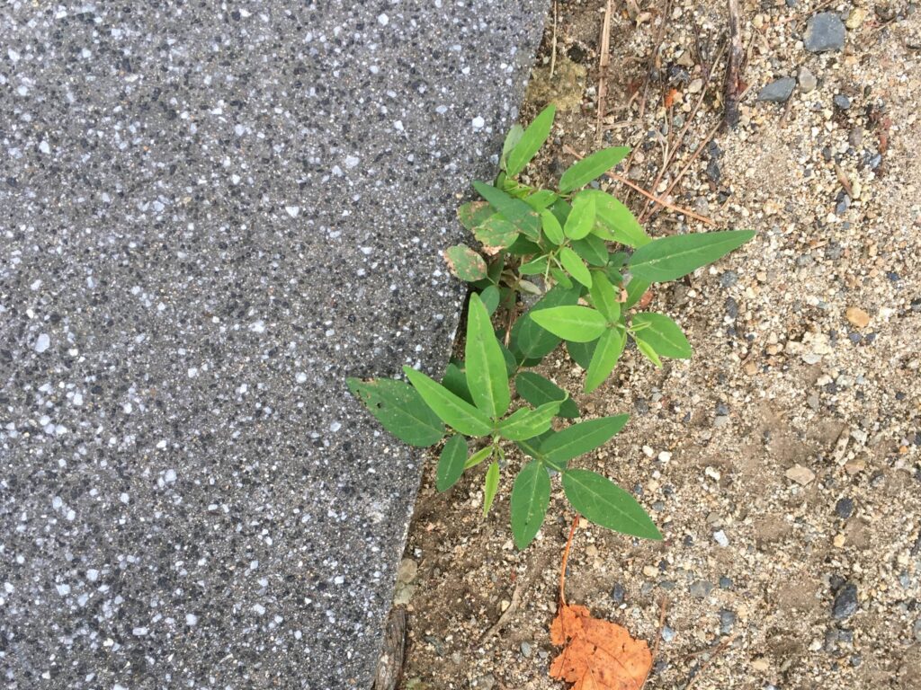 小さな株に見えるアレチヌスビトハギ