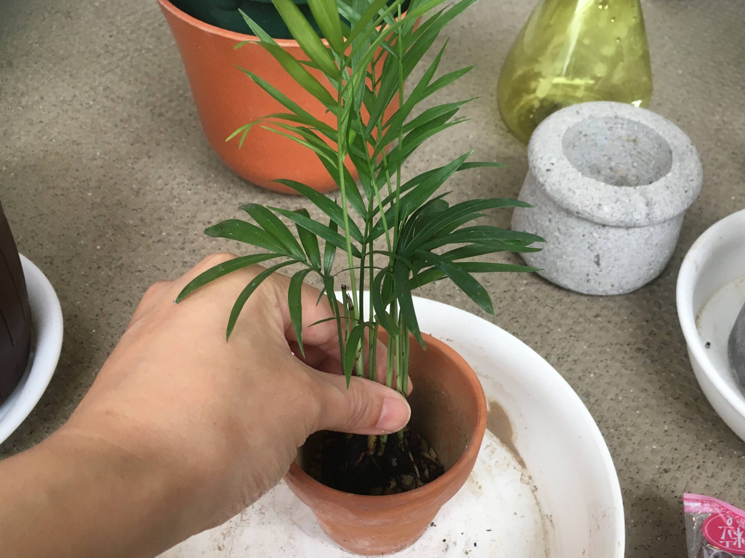 テーブルヤシの植え替え