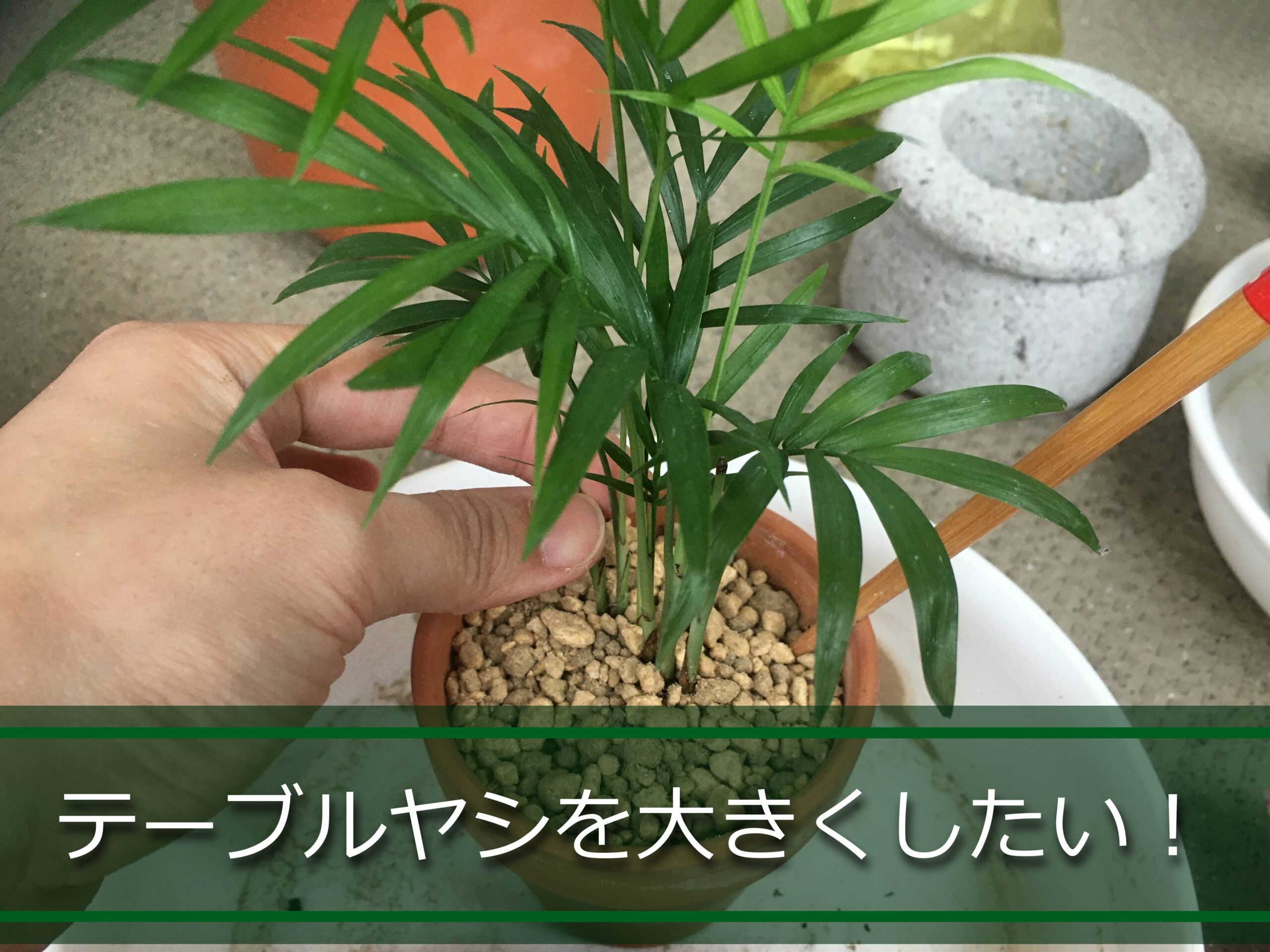 テーブルヤシを一回り大きな鉢に植え替え中