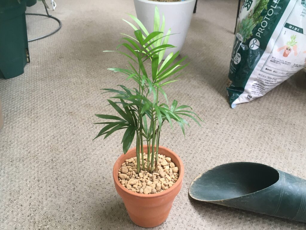 テーブルヤシの植え替え完了