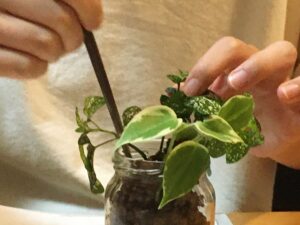 ハイドロカルチャーに植え替え中