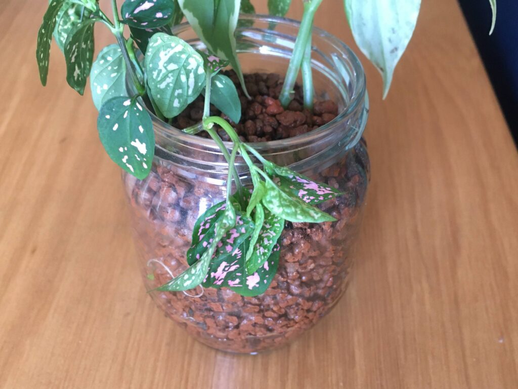 ハイドロカルチャーに植えた植物