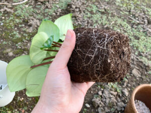 ペペロミアの植え替え