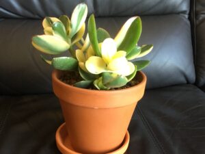 葉挿しに使うカネノナルキ