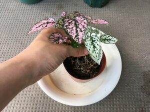 ヒポエステスの植え替え