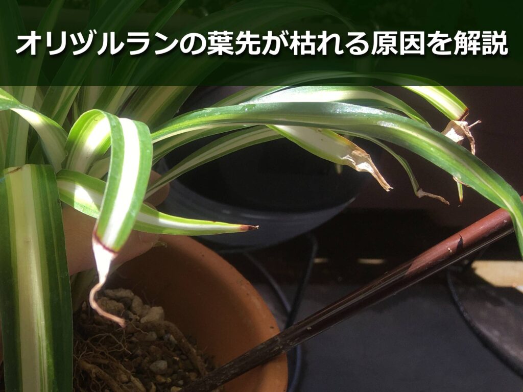 葉先が枯れたオリヅルラン 葉先が枯れたオリヅルラン