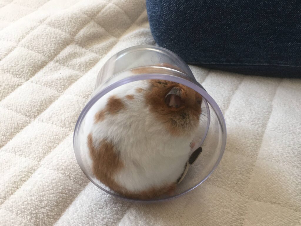 丸まったゴールデンハムスター 丸まったゴールデンハムスター