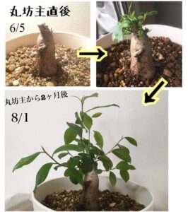 ガジュマル剪定の経過