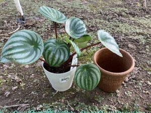 植え替え前のスイカペペ