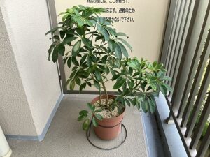 挿し木スタートから約1年経ったカポック