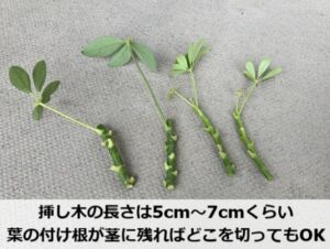 カポックの水差しで切る場所