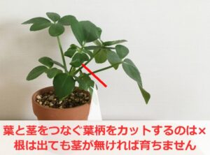 カポックを水差しで発根させる際にどこを切るのか