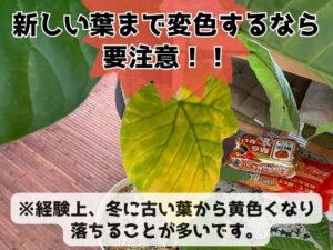 冬に葉が黄色くなったウンベラータ
