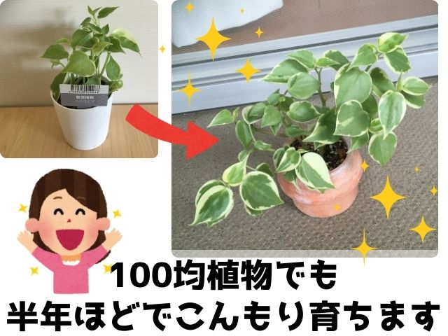 ダイソーで買ったペペロミアの半年後