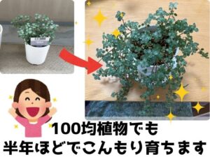 100均ピレアの栽培ブログ