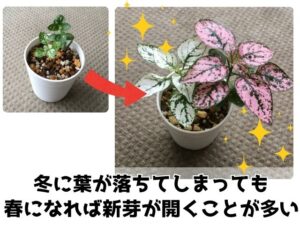 復活したヒポエステス