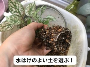 ヒポエステスに適した土