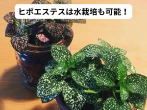 ヒポエステスの水栽培