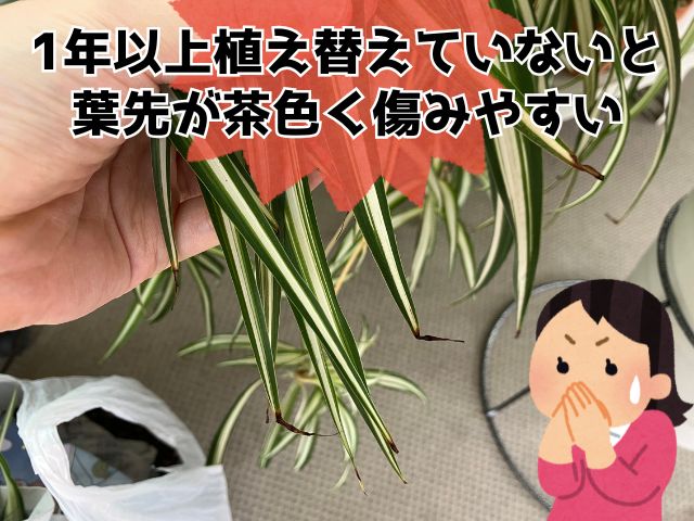 葉先が茶色く枯れたオリヅルラン