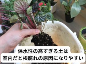 ペペロミアの植え替え