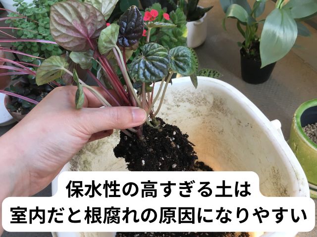 ペペロミアの植え替え
