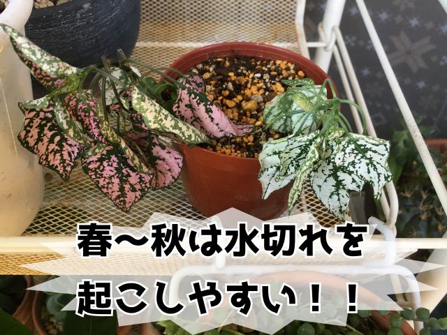 葉がしおれて水切れしたヒポエステス
