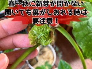 新芽が枯れそうなウンベラータ