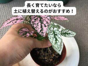 ヒポエステスの植え替え