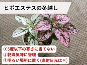 ヒポエステスの冬越し方法